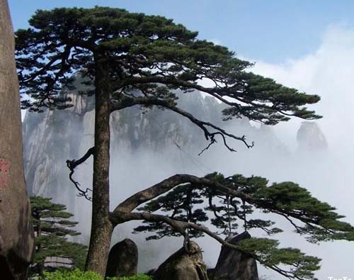 描述：黄山的优美风光