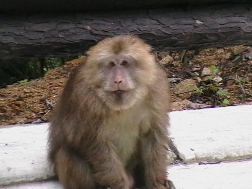 短尾猴1.jpg