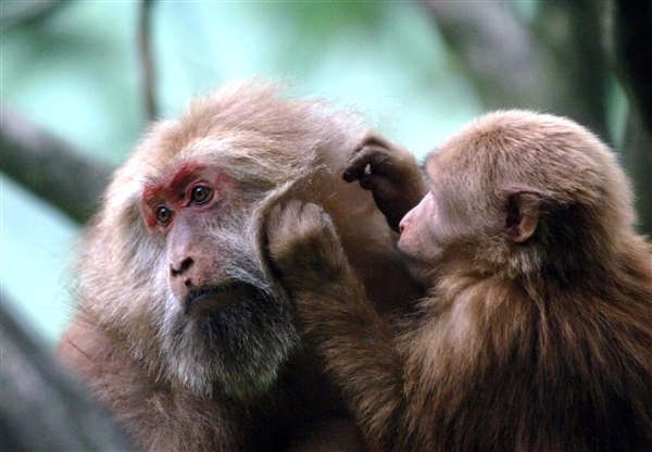 黄山短尾猴３.jpg