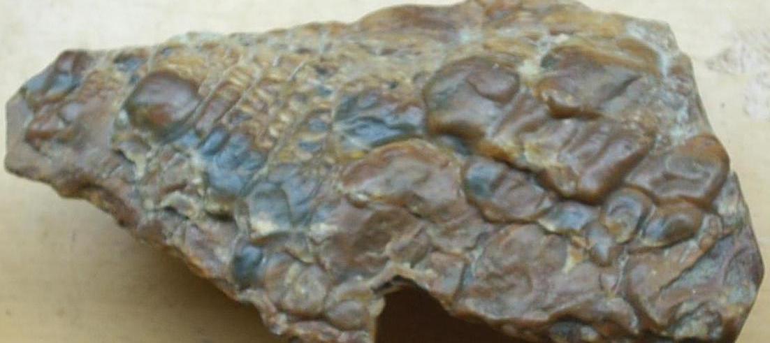 稀有珍品——七彩腊