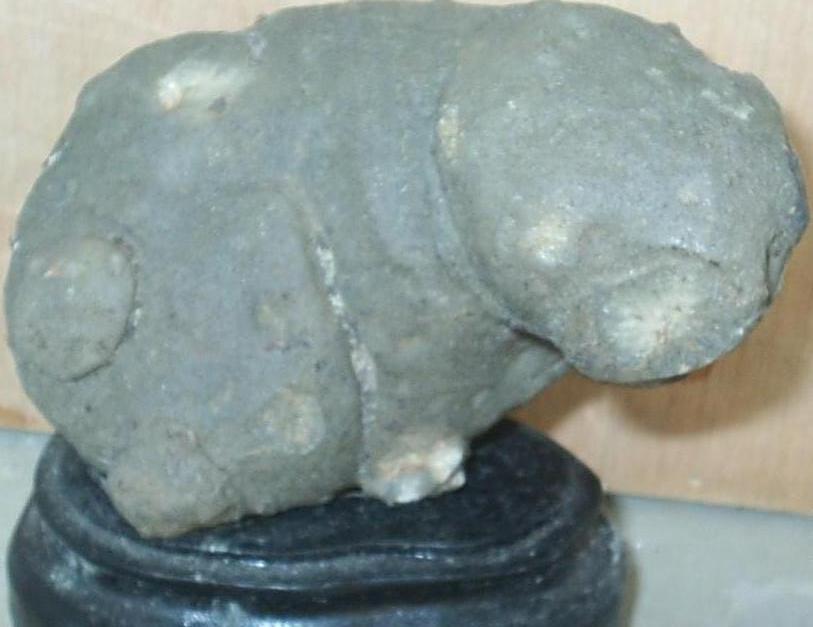 谁知道这只熊猫多少岁？