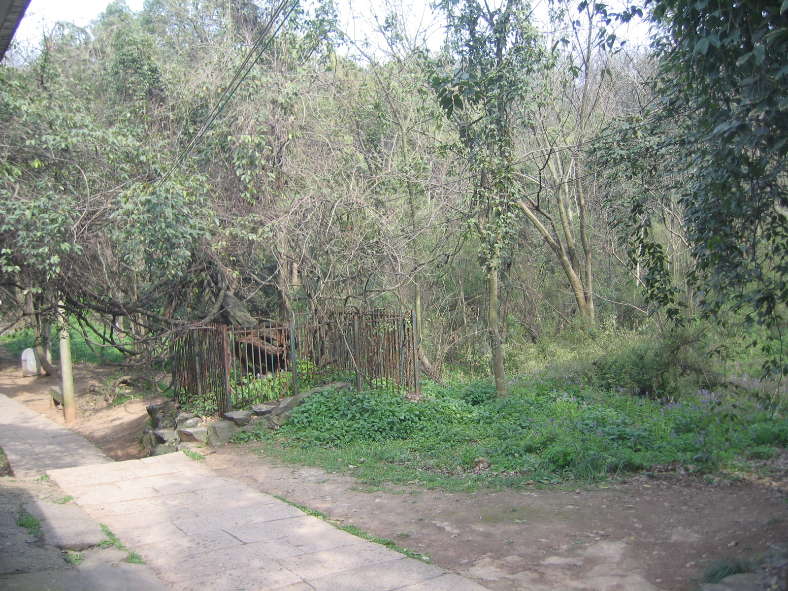 ⑨.两颗130年的麻油藤亲眼见证了汪王庙的兴衰