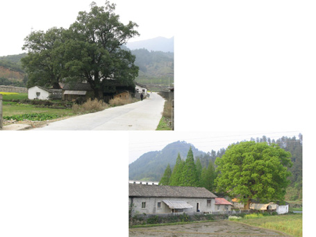 徽州最早的祠堂----大畈知本堂