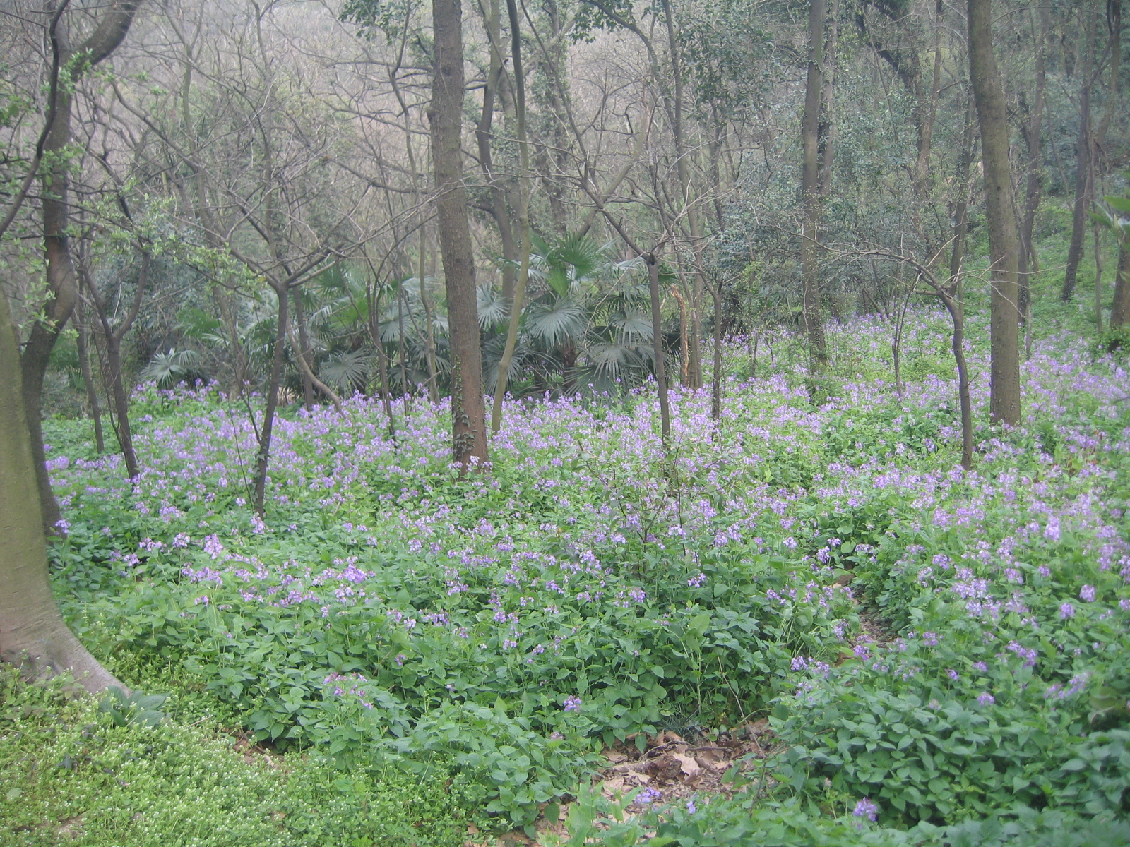 这次寻访收获不多，在遗址，除了见到几块像是旗杆石外就是破砖碎瓦，倒是旁边的这些野花令我们驻足，仔细辨
