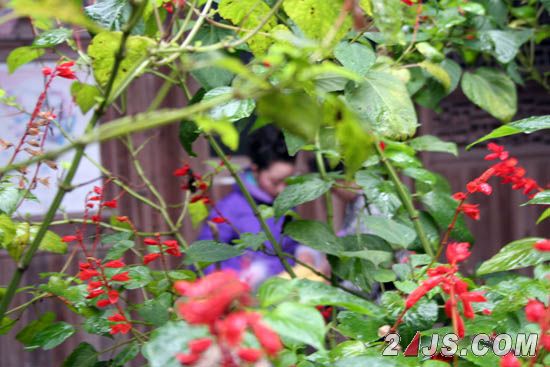 村民都在积极绿化