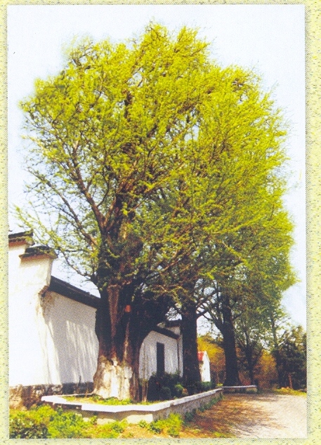 银杏古树.jpg