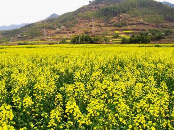 绩溪大庙汪村菜花黄2.jpg