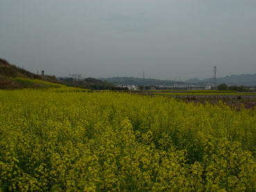 云岚山旁盛开的油菜花
