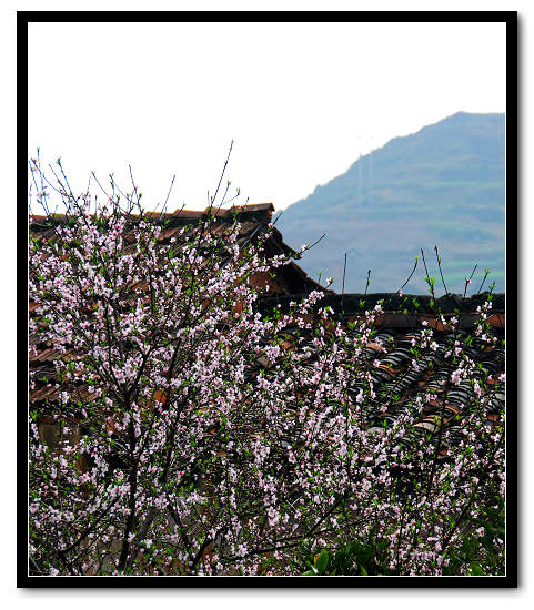 屋后的桃花