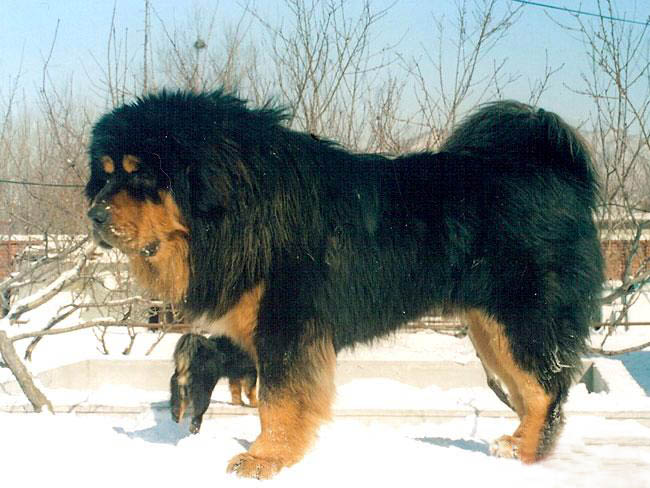 生活在雪域高原雪上面耐寒能力强