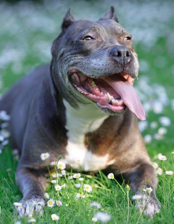 pit-bull 09.jpg