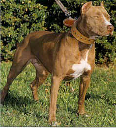 PIT BULL 08.jpg