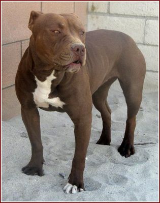 pit bull 11.jpg