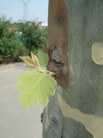 新芽，破壳而出