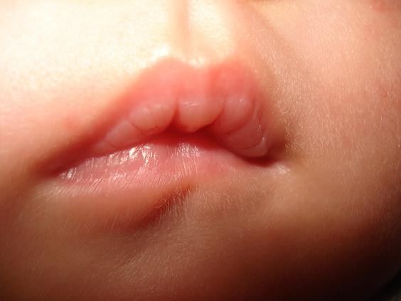 今天汪常昊两个月了。毛毛是不是有点象老鼠啊？今年鼠年哦。