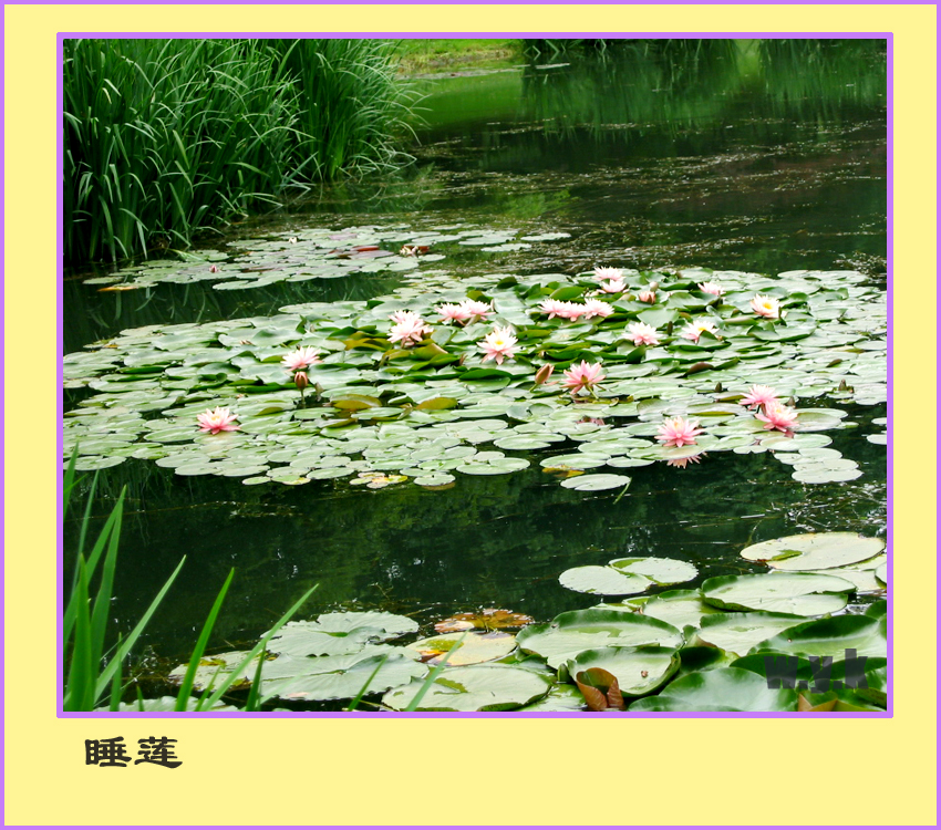 献给亮公，但拍得不好。多多批评指正。