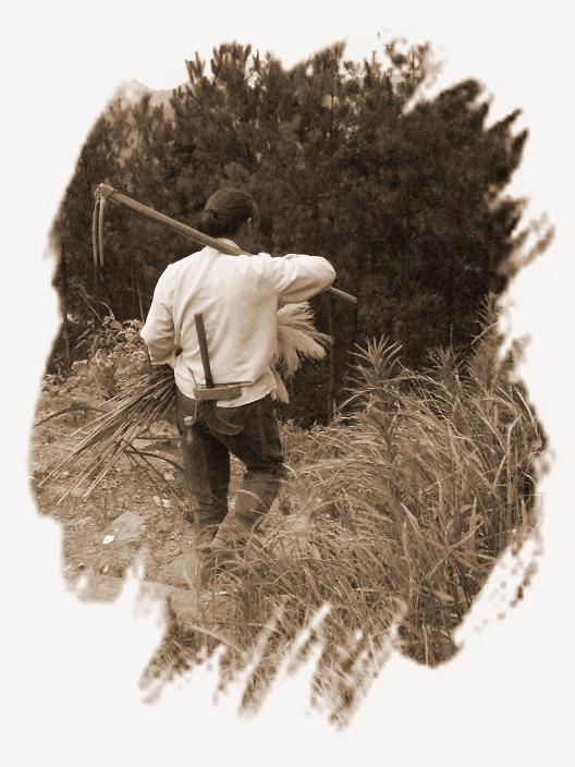 晚归。（一草一木皆有情——木岭后记之5）