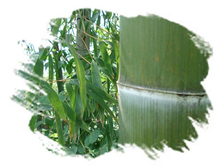 毛竹。（一草一木皆有情——木岭后记之13）