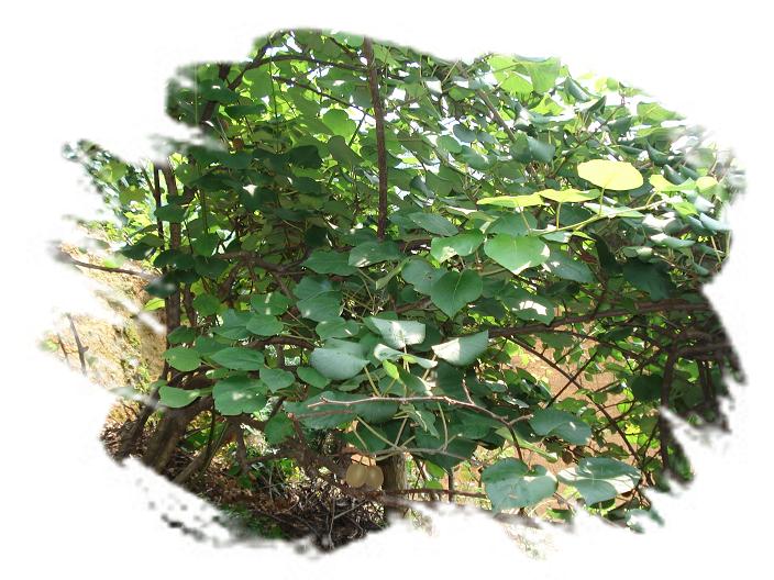 猕猴桃。（一草一木皆有情——木岭后记之20）