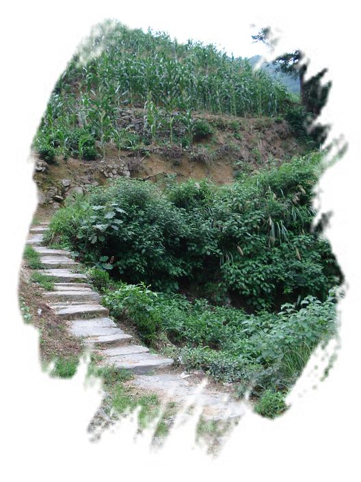 这里当地叫“鸭脚树下”（银杏树）。挑担上山的人都喜欢到这里歇脚。。（一草一木皆有情——木岭后记之4）