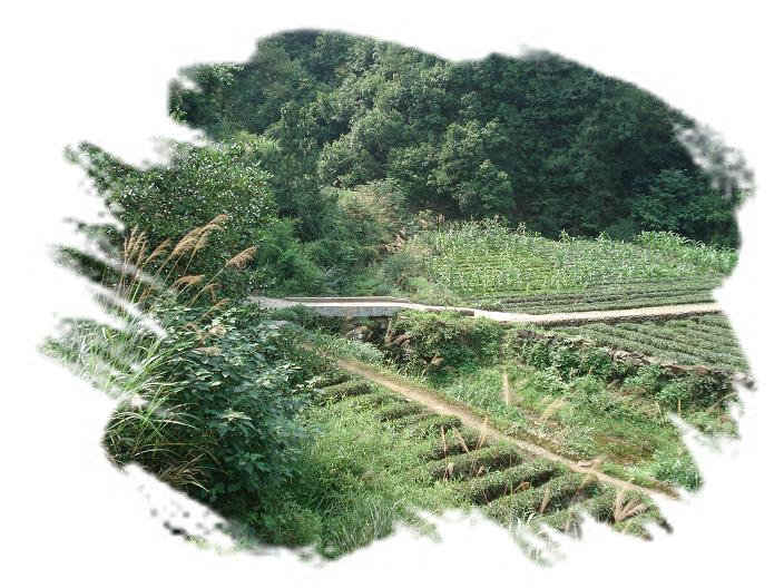 混合桥。（一草一木皆有情——木岭后记之14）