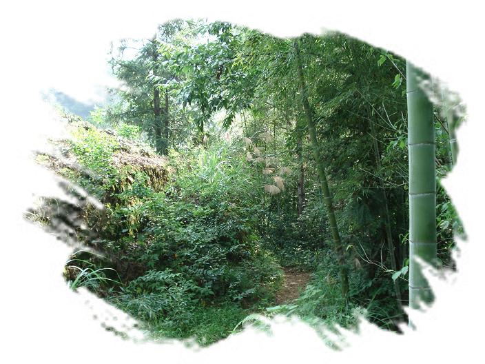 林荫小道。（一草一木皆有情——木岭后记之12）