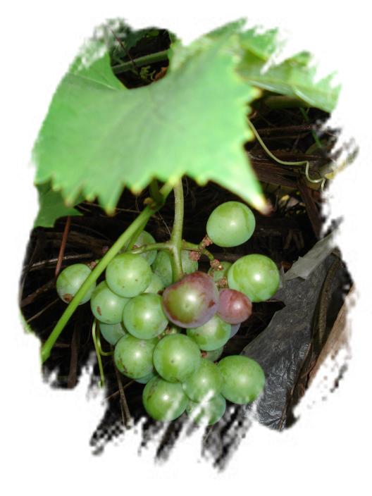 我家的葡萄。（一草一木皆有情——木岭后记之23）