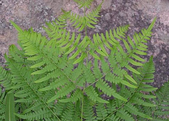 长成以后的样子