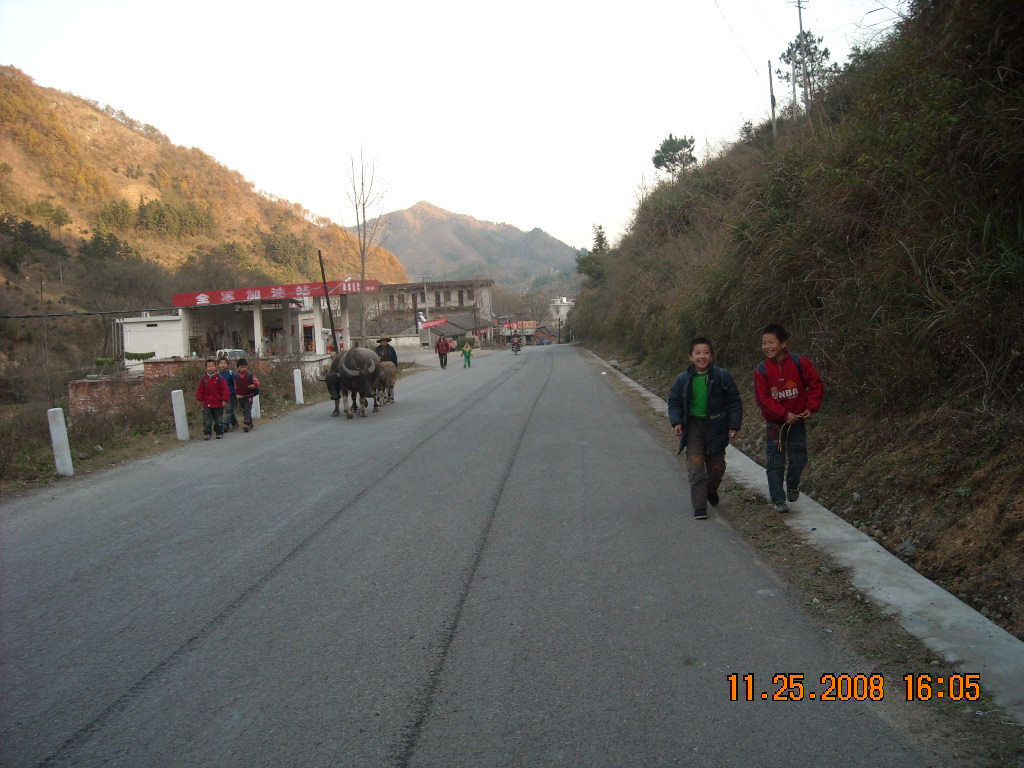 放学小学生和老水牛