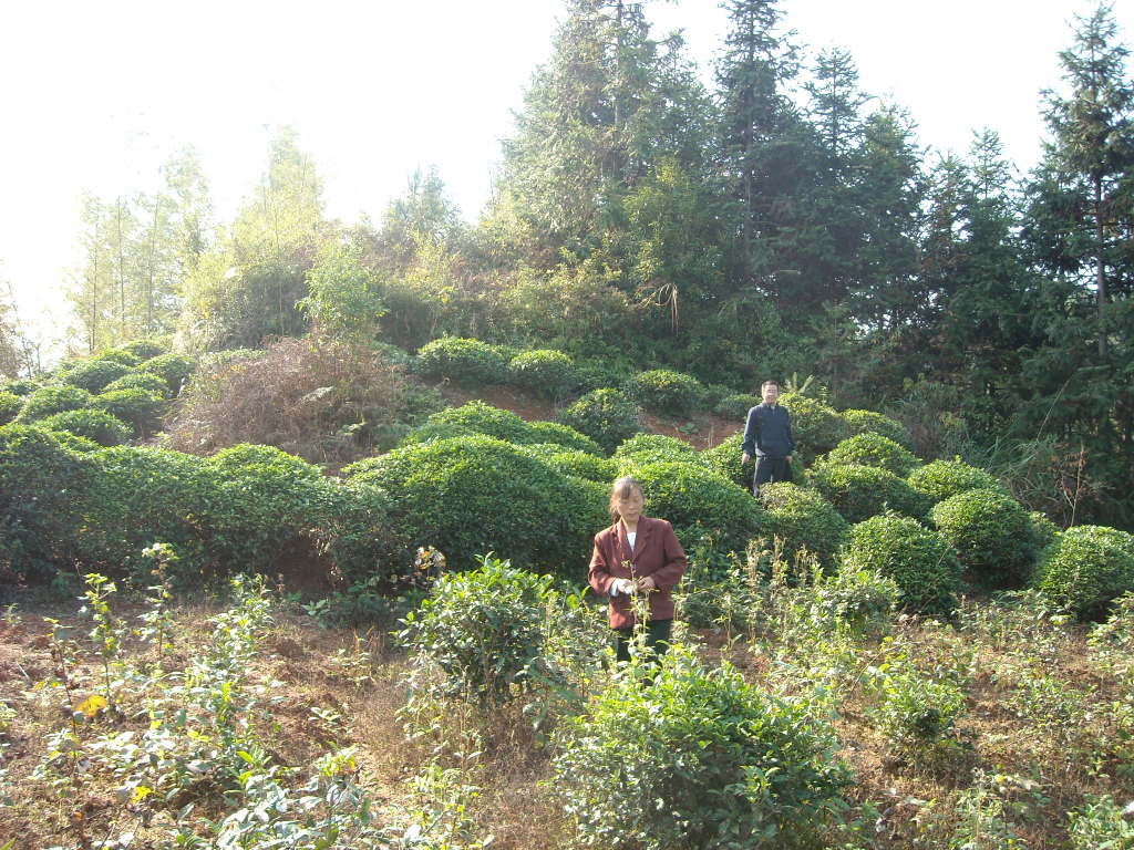 这坟年年清明都有人上坟