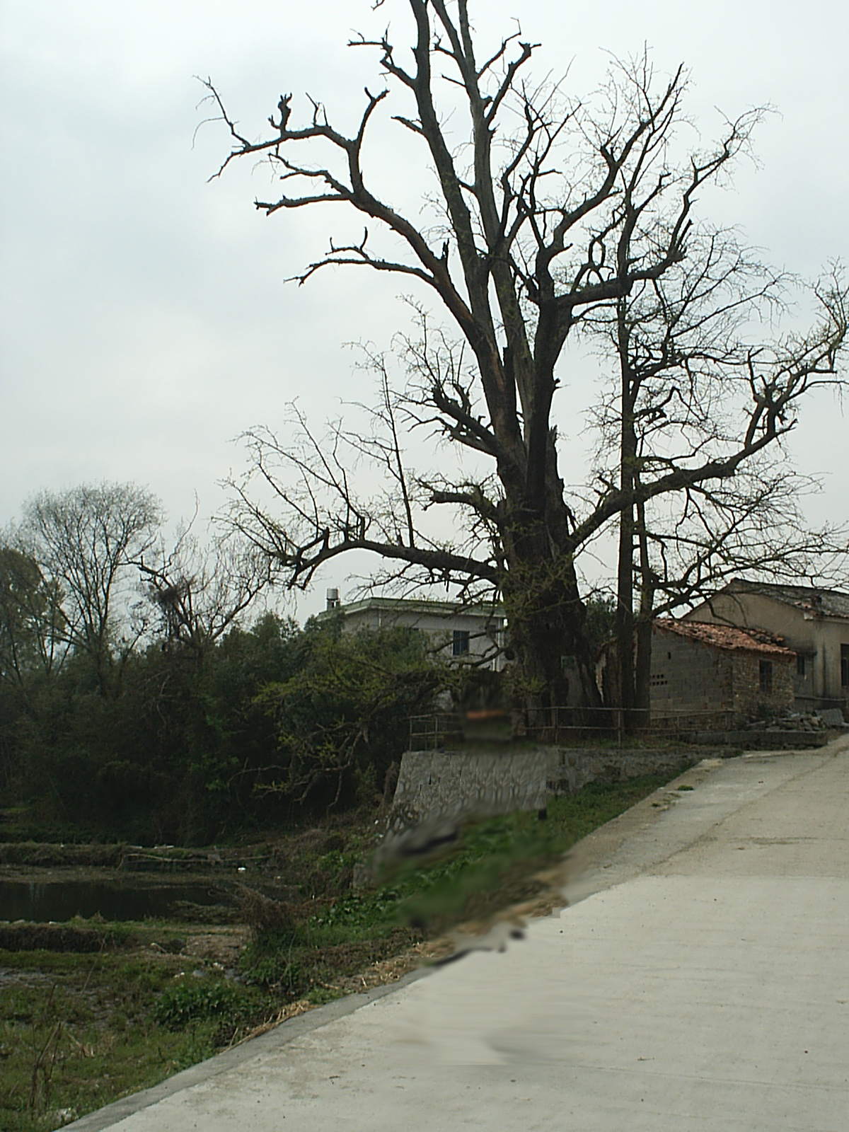 村口古树——古银杏