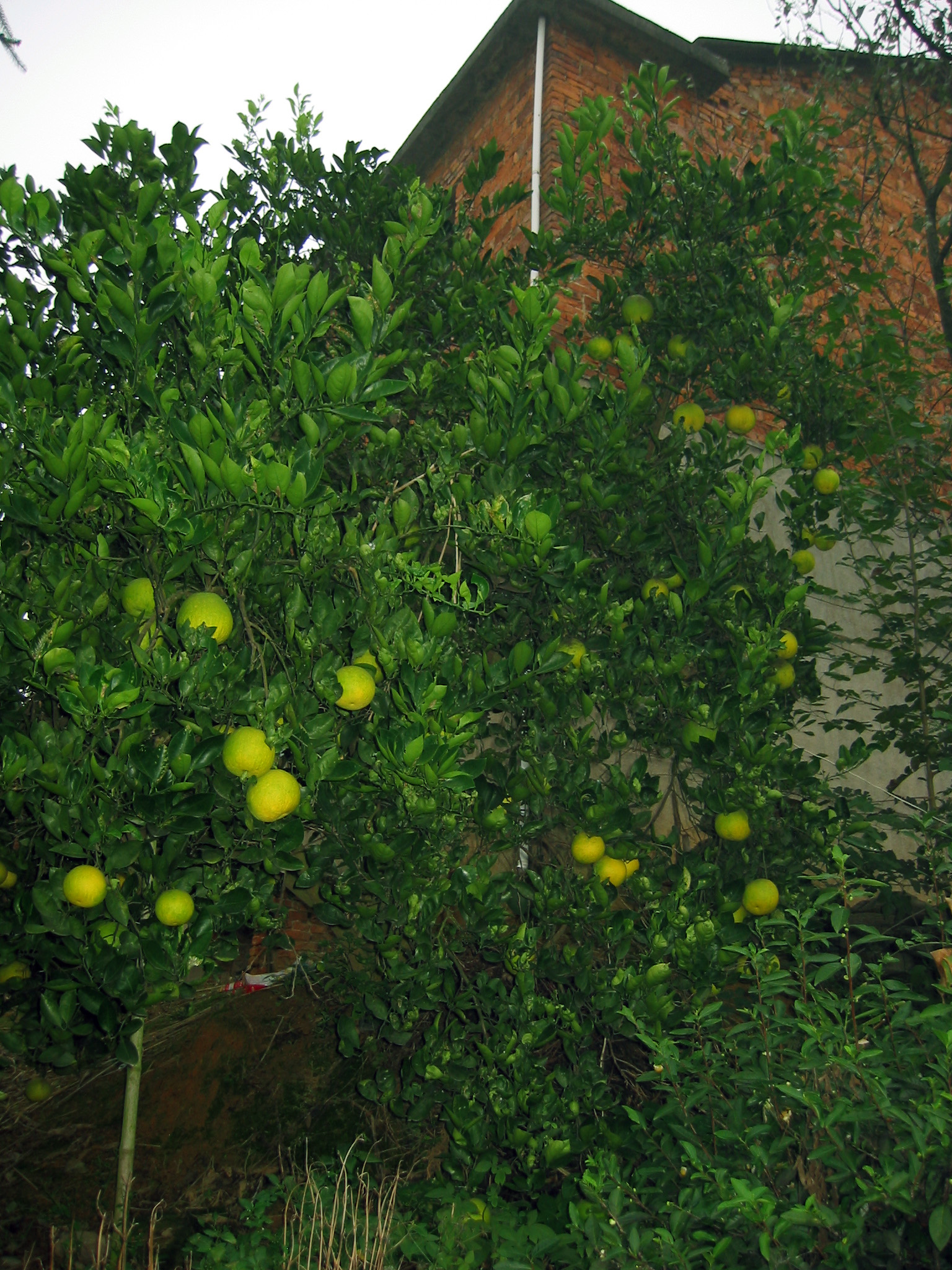 路边的村民家果实累累的橘子树。