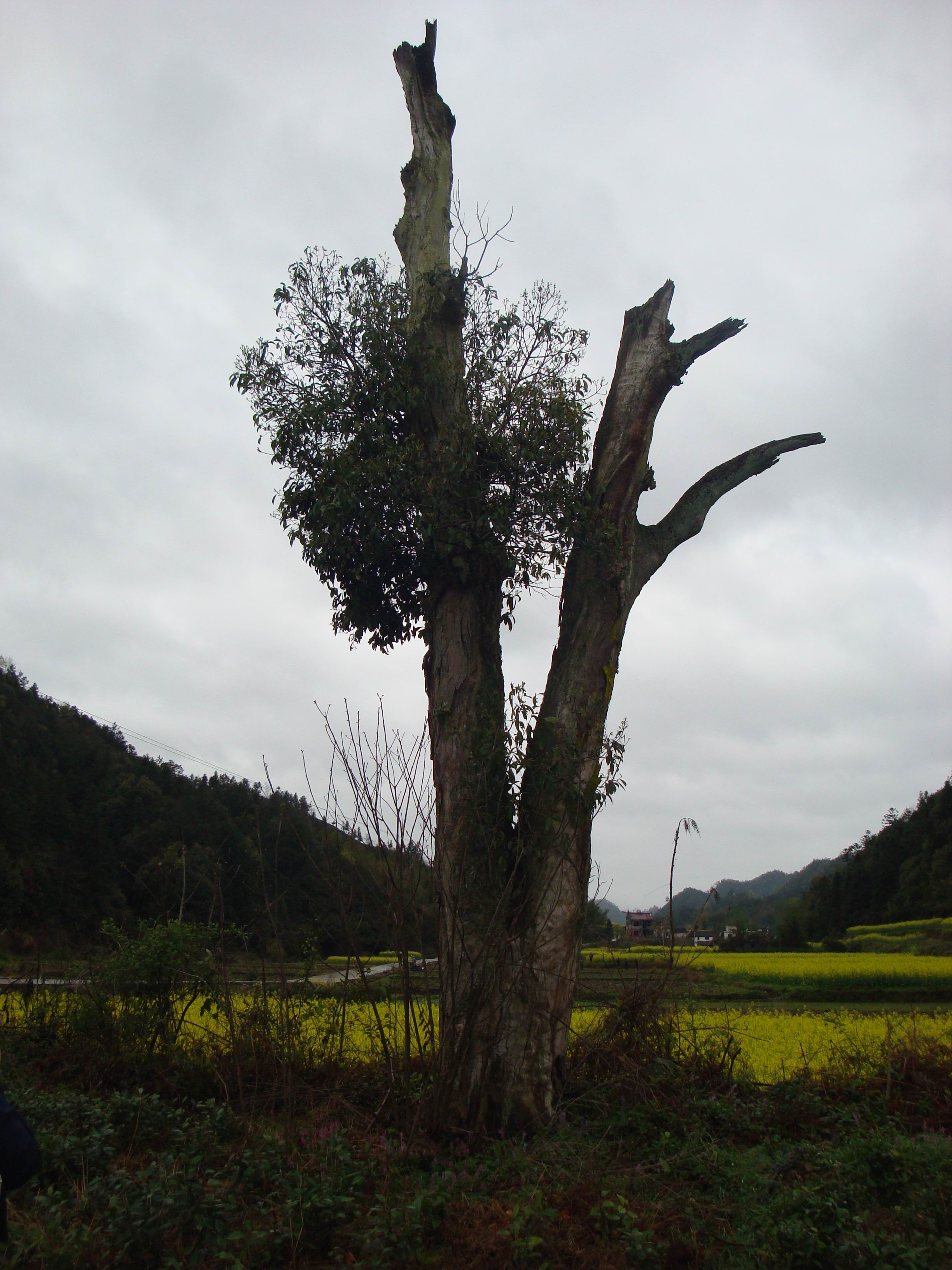 12屋基北面的树.jpg