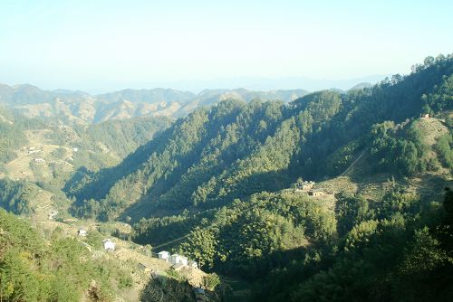 原始生态的木岭后