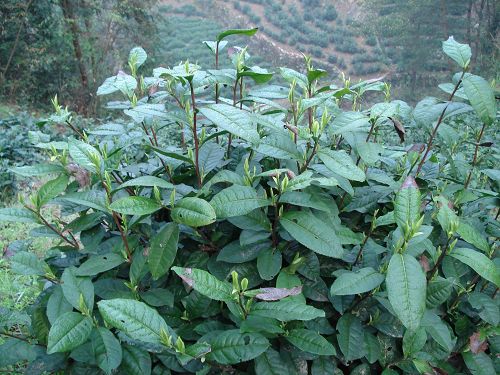 一夜之间尽吸天地精华，清晨布满露珠的茶树