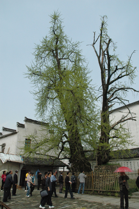 汪家先祖手植的千年古银杏树