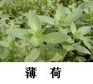 薄荷菜.jpg