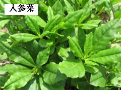 人参菜.jpg