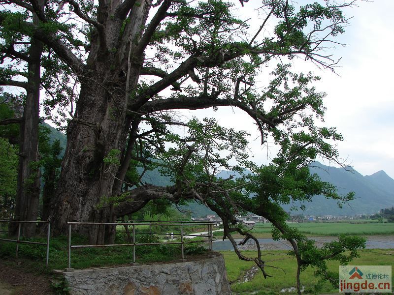 村口古银杏2.jpg
