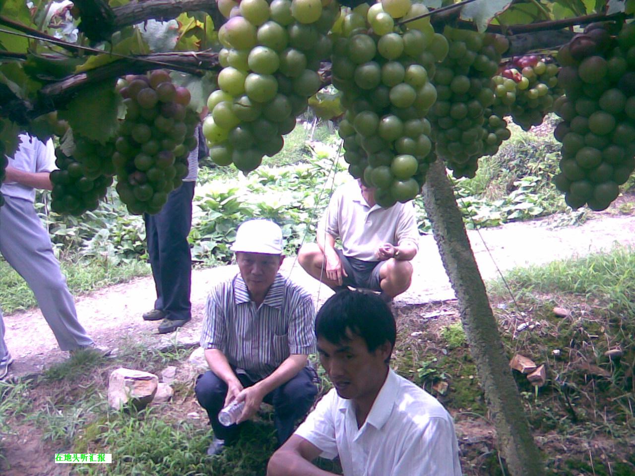 9葡萄园里听汇报.jpg