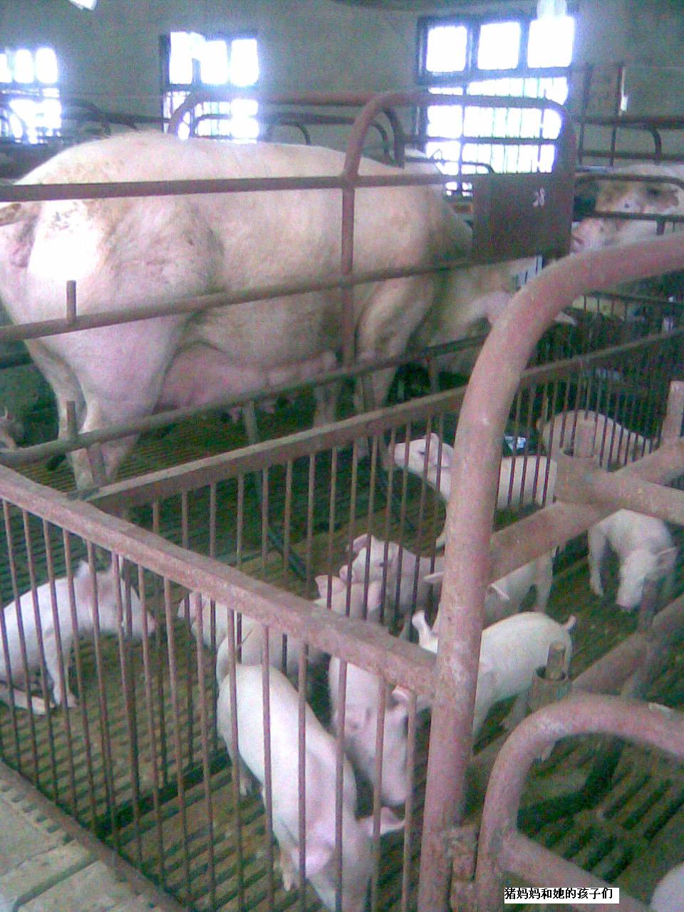 母猪.jpg