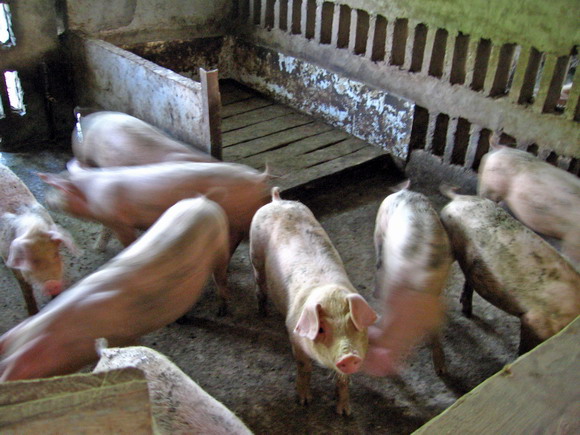 培育中的商品猪