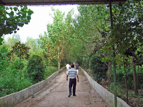 商品猪场的林荫大道