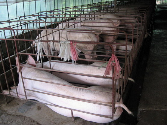 已经怀孕的母猪