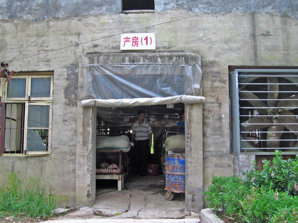 母猪产房（共10幢）