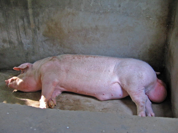 体重800斤的种公猪