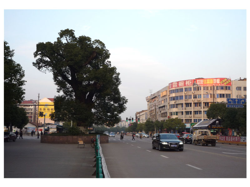 香樟树的左边就是满江红大酒店