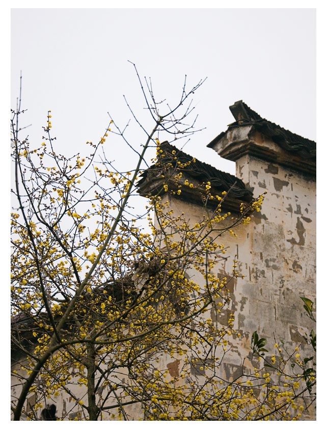 古宅外盛开的腊梅花