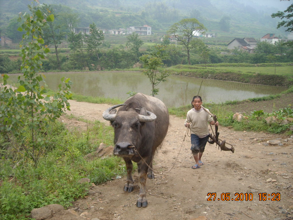 牛在前走我扛看耙