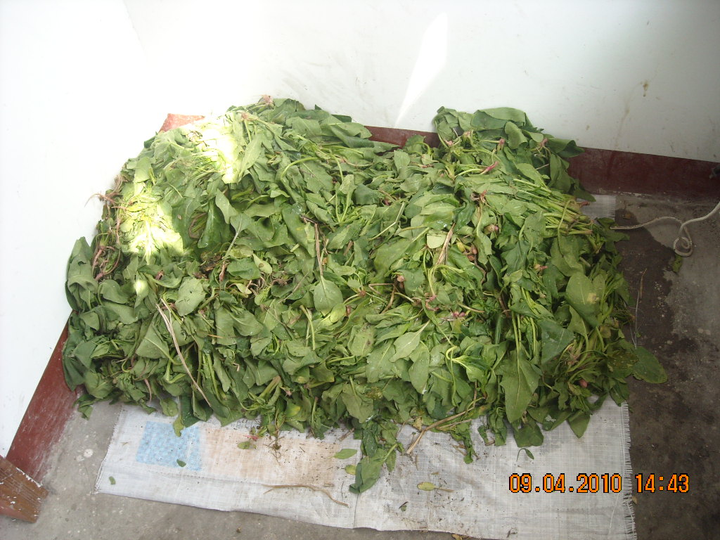 老菜都发黄那，人能吃吗？